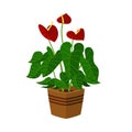 Anthurium houseplant in flower pot vector icon on white background