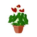 Anthurium houseplant in flower pot vector icon on white background