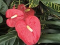 The Anthurium in International Horticultural Exhibition 2019 Beijing China Royalty Free Stock Photo