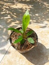 Anthurium jemani Cobra plant Royalty Free Stock Photo