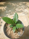 Anthurium jemani horn plant Royalty Free Stock Photo