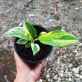 Anthurium Jemani Variegated has a green leaf color combined with a very beautiful yellow color Royalty Free Stock Photo