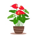 Anthurium, Laceleaf plants in the pot. Vector illustration, flat style. Tropical plants with flowers and leaves. Flamingo flower,