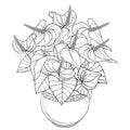 Vector outline tropical Anthurium or Anturium flower bunch and leaves in round flowerpot in black isolated on white background. Royalty Free Stock Photo