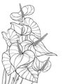 Vector corner bouquet of outline tropical plant Anthurium or Anturium flower bunch and leaves in black isolated on white. Royalty Free Stock Photo