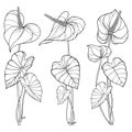 Vector set of outline tropical plant Anthurium or Anturium flower bunch with leaves in black isolated on white background.