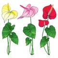 Vector set of outline tropical plant Anthurium or Anturium flower bunch in red, pink and yellow with green leaves isolated. Royalty Free Stock Photo