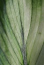 Anthurium leaf closeup, veins of a living leaf , the texture of a natural flower to use for the background