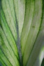 Anthurium leaf closeup, veins of a living leaf , the texture of a natural flower to use for the background