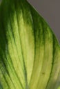 Anthurium leaf closeup, veins of a living leaf , the texture of a natural flower to use for the background