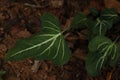 Exquisite Elegance: Anthurium Leaf in Nature's Finest Artistry Royalty Free Stock Photo