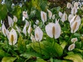 Numerous white blooming flamingo flowers