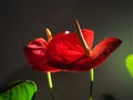 Anthurium in natural light, indoors Royalty Free Stock Photo