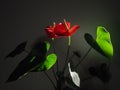 Anthurium in natural light, indoors Royalty Free Stock Photo