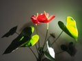 Anthurium in natural light, indoors Royalty Free Stock Photo