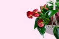 Anthurium on pink background. Dark green leaves and red flowers. Minimal bright design. Royalty Free Stock Photo