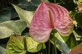 anthurium pink and green Royalty Free Stock Photo