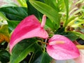 Anthurium pink green leaves orchid Royalty Free Stock Photo