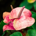 Anthurium pink heart shape flower and green leaves close up picture Royalty Free Stock Photo