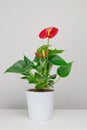 Anthurium plant in ceramic pot minimalism concept . Greening home with Houseplants. Copyspace. Eco lifestyle. Vertical orientation