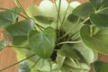 Anthurium plant green plant in a vase Royalty Free Stock Photo