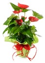 Anthurium plant in vase Royalty Free Stock Photo