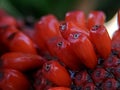 Anthurium plowmanii or anthurium red seeds Royalty Free Stock Photo