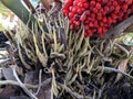 Anthurium plowmanii or anthurium red seeds Royalty Free Stock Photo