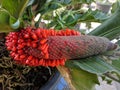 Anthurium plowmanii or anthurium red seeds Royalty Free Stock Photo