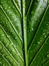 Anthurium plowmanii leaf with rain droplets, dark green foliage texture backgrounds