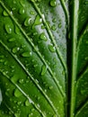 Anthurium plowmanii leaf with rain droplets, dark green foliage texture backgrounds