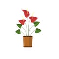 Potted plant Anthurium cartoon design flat vector illustration
