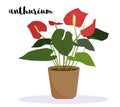 Anthurium potted houseplant with red flowers in brown vase. Text name lettering - anthurium