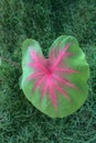 ANTHURIUM `RED CRYSTALLINUM` in a garden of LomÃÂ© Royalty Free Stock Photo