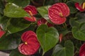 Anthurium red Flamingo flowers