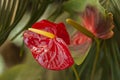 Anthurium. Red flamingo lily, tropical exotic plant Royalty Free Stock Photo