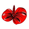 Anthurium red flower head isolated illustration