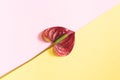 Anthurium red flower on the pink and yellow background Royalty Free Stock Photo