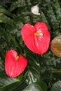 Anthurium Red Flowers
