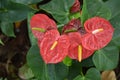 Anthurium is a red heart-shaped flower. Dark green leaves as a background make the flowers stand out beautifully. Royalty Free Stock Photo