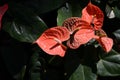 Anthurium is a red heart-shaped flower. Dark green leaves as a background make the flowers stand out beautifully. Royalty Free Stock Photo