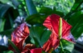Anthurium is a red heart-shaped flower Tailflower, Flamingo flower, Laceleaf in garden Royalty Free Stock Photo