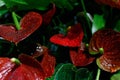 Anthurium red tropical flower in natural setting