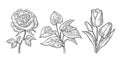 Anthurium, rose and tulip flower with leaves. Black engraving vintage vector illustration Royalty Free Stock Photo