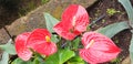 Anthurium scherzerianum bushes with red flowers Royalty Free Stock Photo