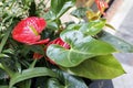 Anthurium scherzerianum, Royalty Free Stock Photo