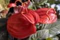 Anthurium scherzerianum, the flamingo flower pigtail plant, is a species of Anthurium native to Costa Rica Royalty Free Stock Photo