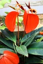 Anthurium scherzerianum, the flamingo flower or pigtail plant, a tropical epiphyte, growing on trees in the rainforest Royalty Free Stock Photo