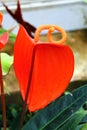 Anthurium scherzerianum, the flamingo flower or pigtail plant, a tropical epiphyte, growing on trees in the rainforest Royalty Free Stock Photo