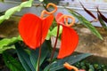 Anthurium scherzerianum, the flamingo flower or pigtail plant, a tropical epiphyte, growing on trees in the rainforest Royalty Free Stock Photo